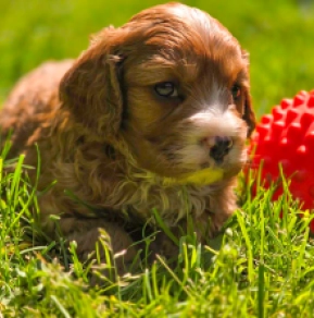 Cavapoo Welpe kaufen