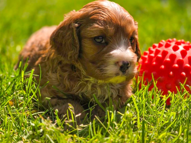 Cavapoo Welpe kaufen