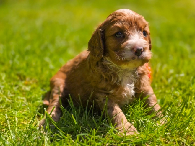Cavapoo Welpe kaufen