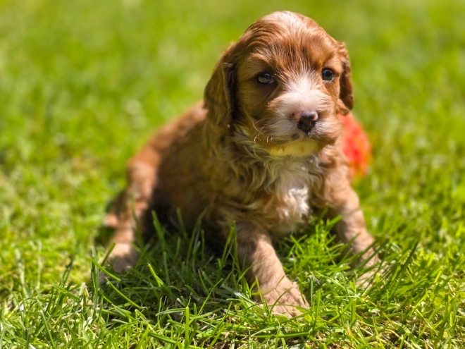 Cavapoo Welpe kaufen