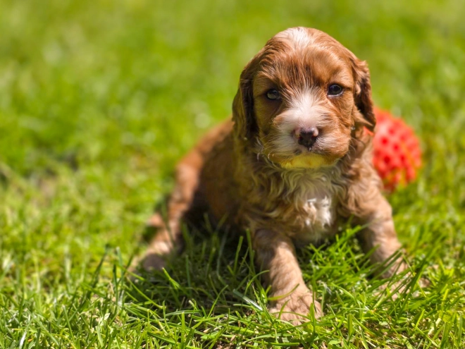 Cavapoo Welpe kaufen