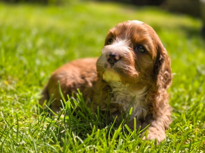 Cavapoo Welpe kaufen