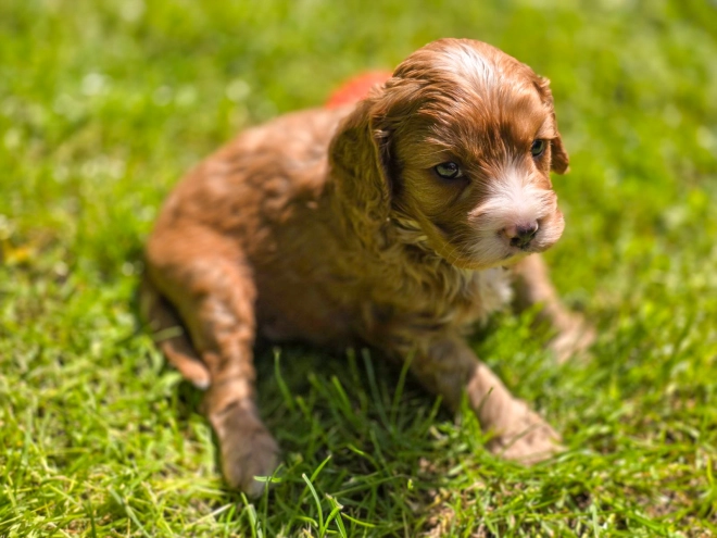 Cavapoo Welpe kaufen