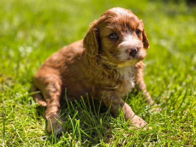 Cavapoo Welpe kaufen