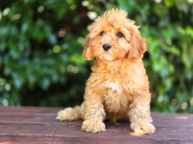 Cavapoo Welpe kaufen