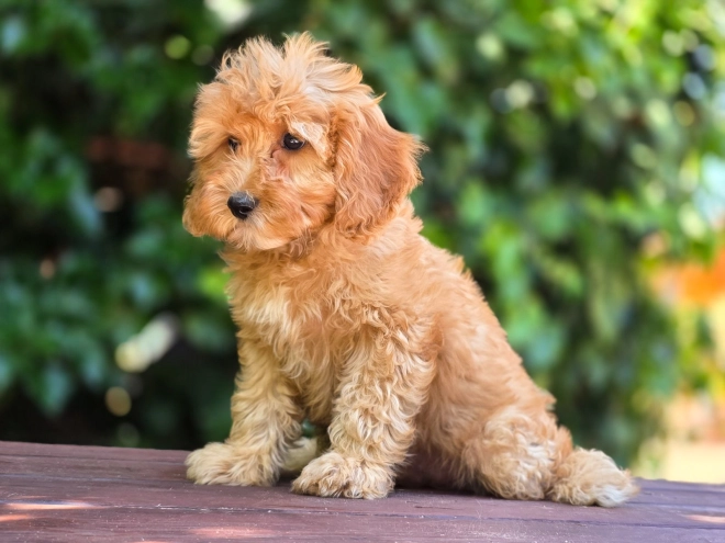 Cavapoo Welpe kaufen