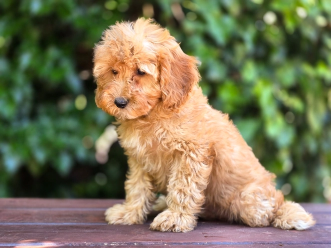 Cavapoo Welpe kaufen