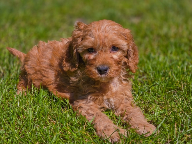 Cavapoo Welpe kaufen
