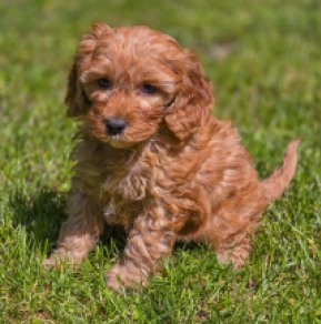 Diego – F2, golden Cavapoo en venta