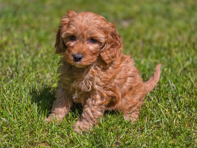 Cavapoo Welpe kaufen