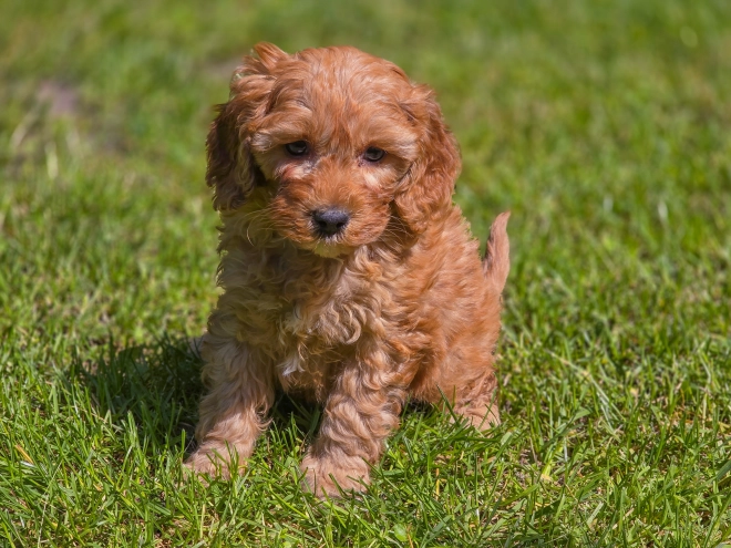 Cavapoo Welpe kaufen