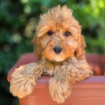Diego – F2, golden Cavapoo en venta
