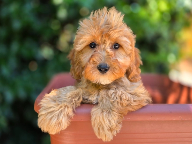 Cavapoo Welpe kaufen