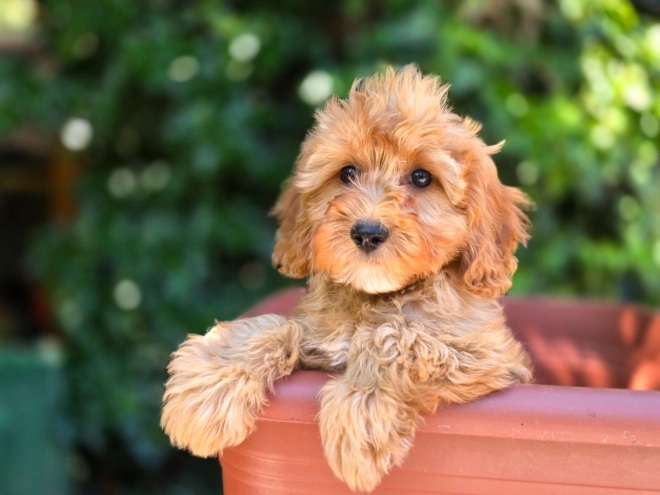 Cavapoo Welpe kaufen