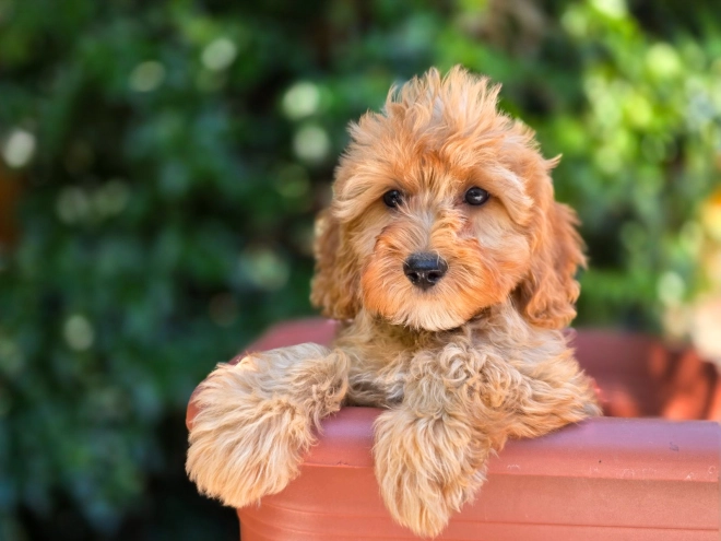 Cavapoo Welpe kaufen