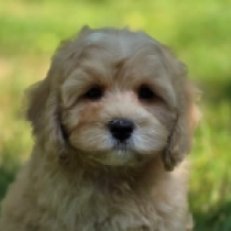 Peach – F2, apricot Cavapoo en venta