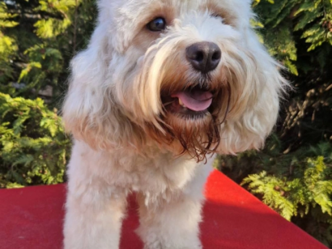 Cavapoo Welpe kaufen