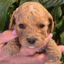 Tiny – F1b, apricot Cavapoo for sale