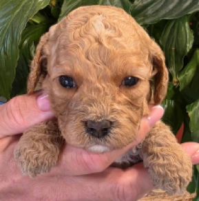 Cavapoo puppy for sale