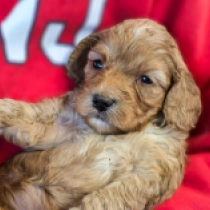 Jolanda – F1b, apricot Cavapoo Welpen kaufen
