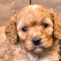 Tammy – F1b, apricot Cavapoo Welpen kaufen