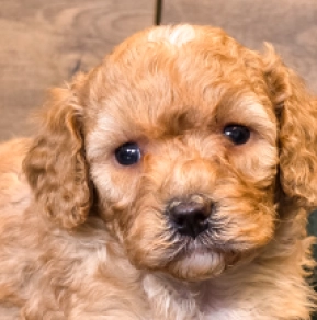 Cavapoo Welpe kaufen