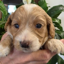 Jackson – F1b, apricot Cavapoo en venta