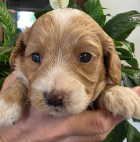 Cavapoo Welpe kaufen