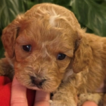 Curly Jordan – F1b, apricot Cavapoo en venta