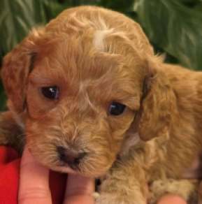 Cavapoo puppy