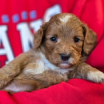 Jeremy – F1b, apricot Cavapoo for sale