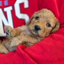 Jean-Pierre – F1b, apricot Cavapoo Welpen kaufen