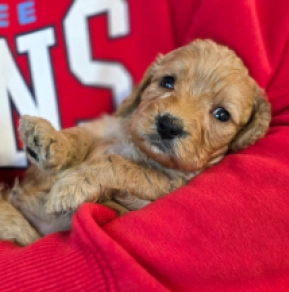 Cavapoo puppy for sale