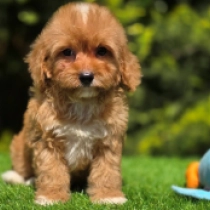 Jackie – F1b, golden Cavapoo en venta