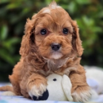 Jackie – F1b, golden Cavapoo for sale