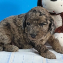 Merlina – F1b, merle Cavapoo en venta
