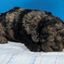 Marionette – F1b, merle Cavapoo en venta