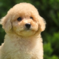 Butterfly – F1b, golden Cavapoo en venta
