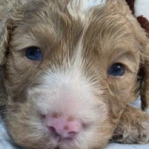 Terence Hill – F1b, golden Cavapoo en venta