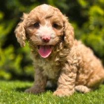 Terence – F1b, golden Cavapoo for sale