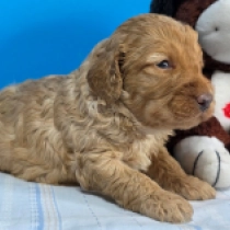 Marvel – F1b, golden Cavapoo en venta