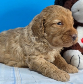 Cavapoo puppy for sale