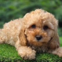 Curly Max – F1b, apricot Cavapoo for sale