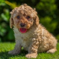 Curly Max – F1b, apricot Cavapoo en venta