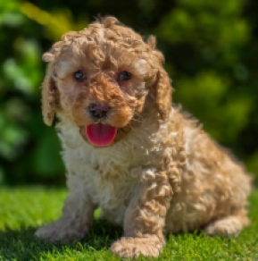 Cavapoo Welpe kaufen