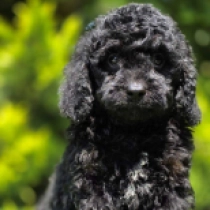 Curly Mendoza – F1b, black Cavapoo en venta