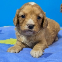 Baby – F1, golden Cavapoo en venta