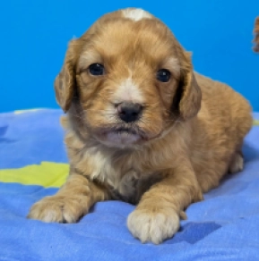 Cavapoo puppy