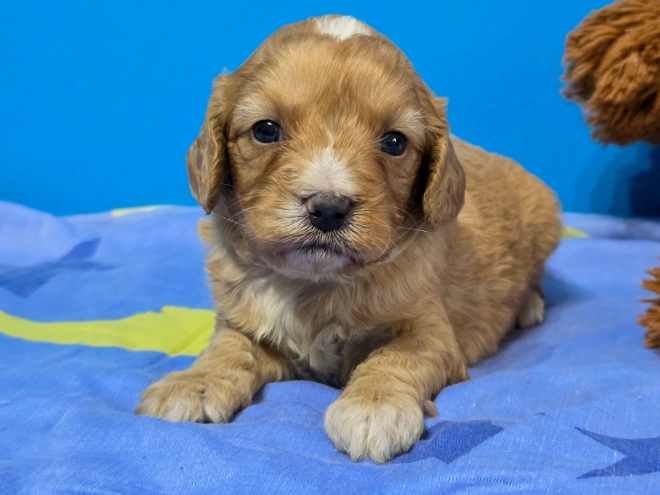 Cavapoo Welpe kaufen