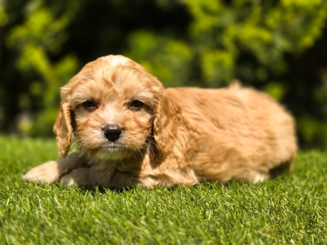 Cavapoo Welpe kaufen